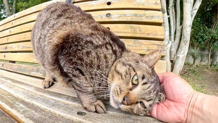 ベンチで撫でられる猫