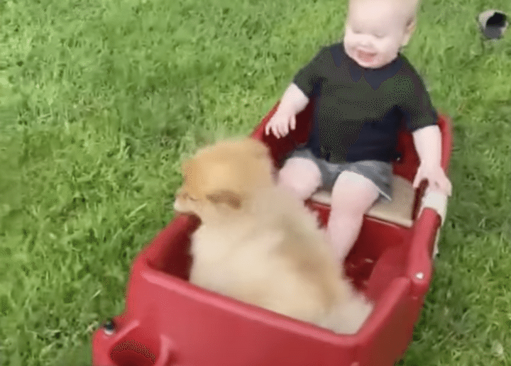 たまにはこんなお散歩もいいね♪ 愛犬とワゴンに乗ってお出かけ！