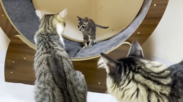 子猫と先住猫達