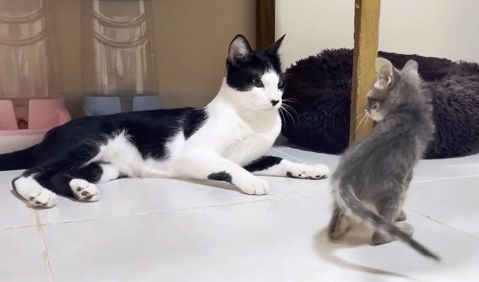 子猫が気になる先住猫