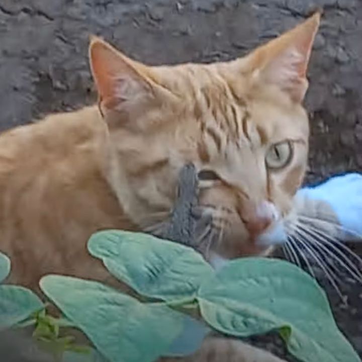 窮鼠ならぬ窮トカゲに噛まれた猫、まぶたの上からぶらりとぶら下げ