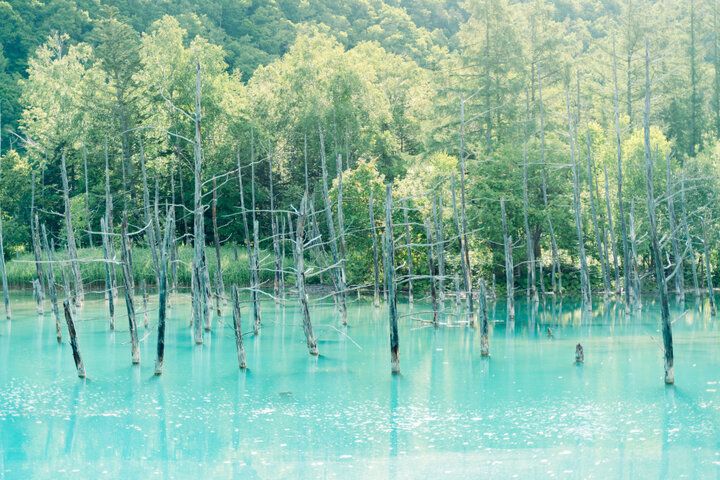 【2024年夏 イヴルルド遙華の12星座占い】～ハッピーの連鎖を引き寄せ、一気にステップアップするヒントがここに～