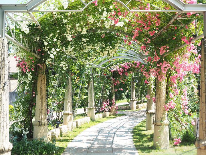 【2024年夏 イヴルルド遙華の12星座占い】～ハッピーの連鎖を引き寄せ、一気にステップアップするヒントがここに～