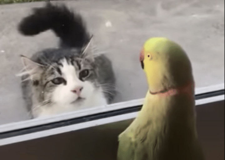 ケンカ売りすぎ(笑)「いないいないバァ」をして猫をからかうインコ。