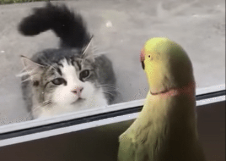 ケンカ売りすぎ(笑)「いないいないバァ」をして猫をからかうインコ。