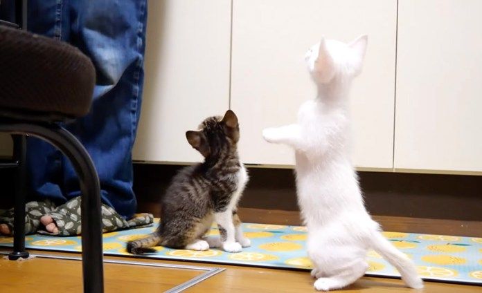 ご飯を催促する子猫達