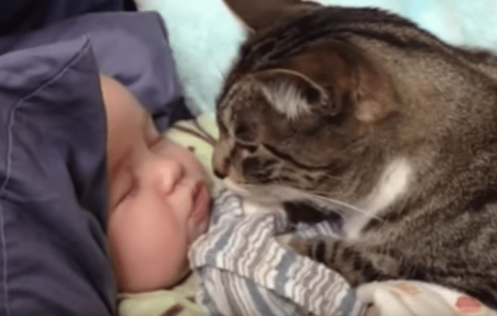 じーっ。赤ちゃんの寝顔が気になる猫さん、お顔に触りたくなっちゃって