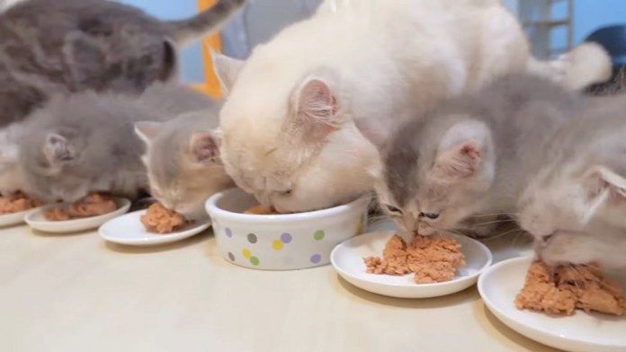 ご飯を食べる猫の親子