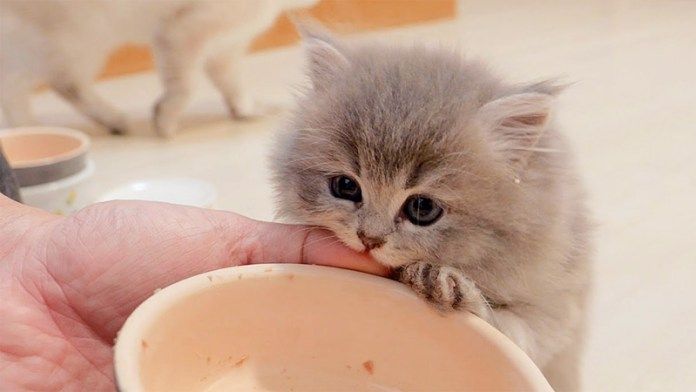 指を噛む子猫