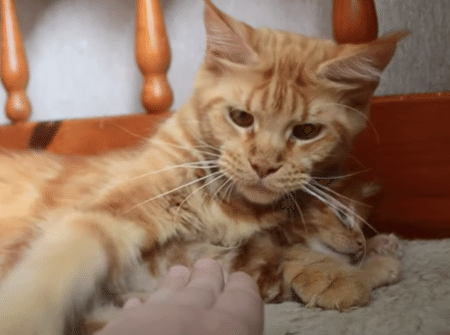 顔も行動も、そっくりすぎる茶トラ猫親子♪