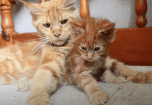 顔も行動も、そっくりすぎる茶トラ猫親子♪ | TRILL【トリル】