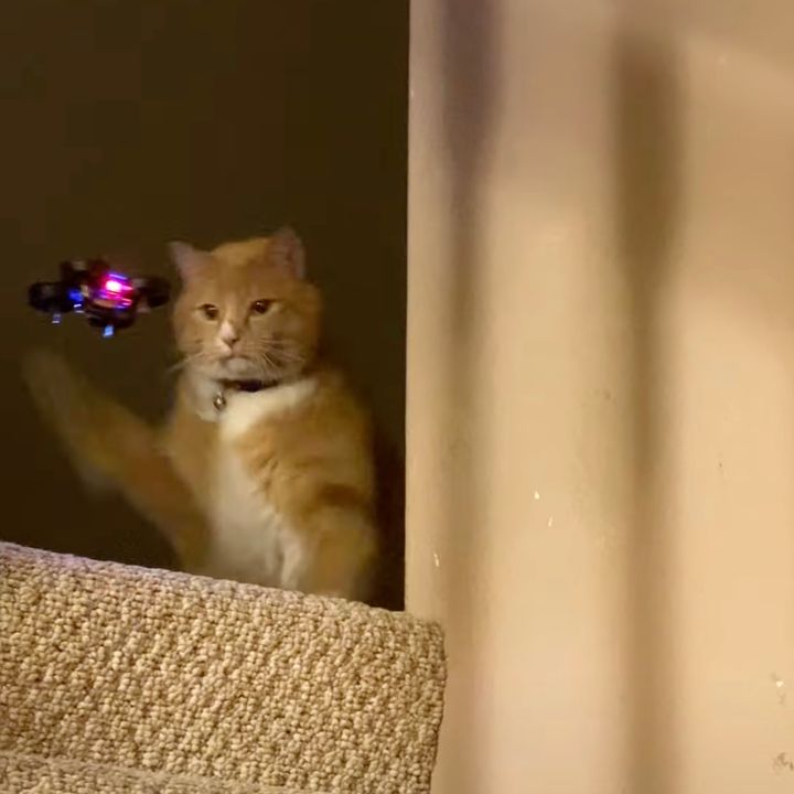 慧眼でドローンをとらえた茶白猫、一撃必殺パンチで撃墜