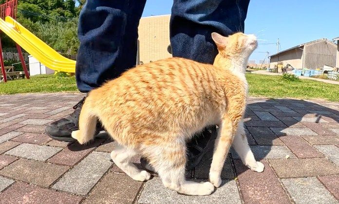 足にスリスリする猫