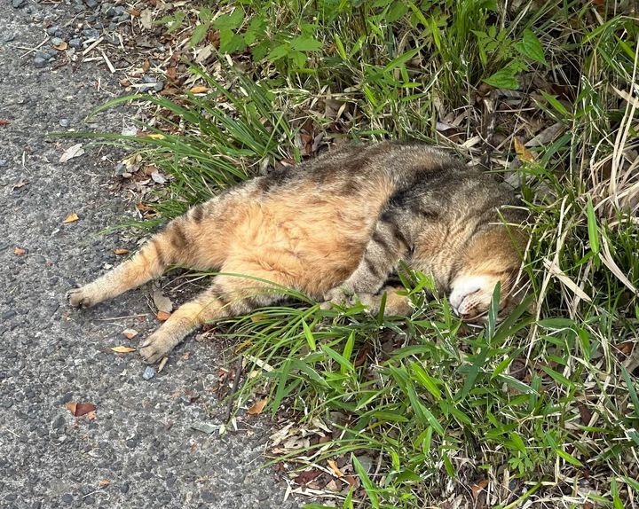 植物園で倒れたように爆睡している猫ちゃん