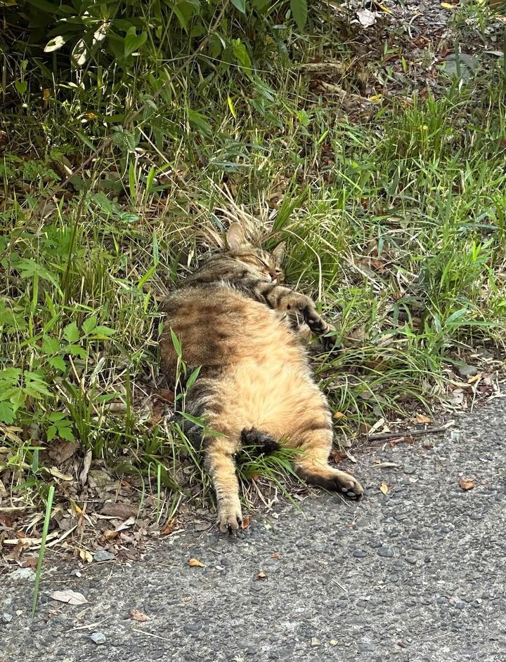 草むらで倒れているように眠る猫ちゃん