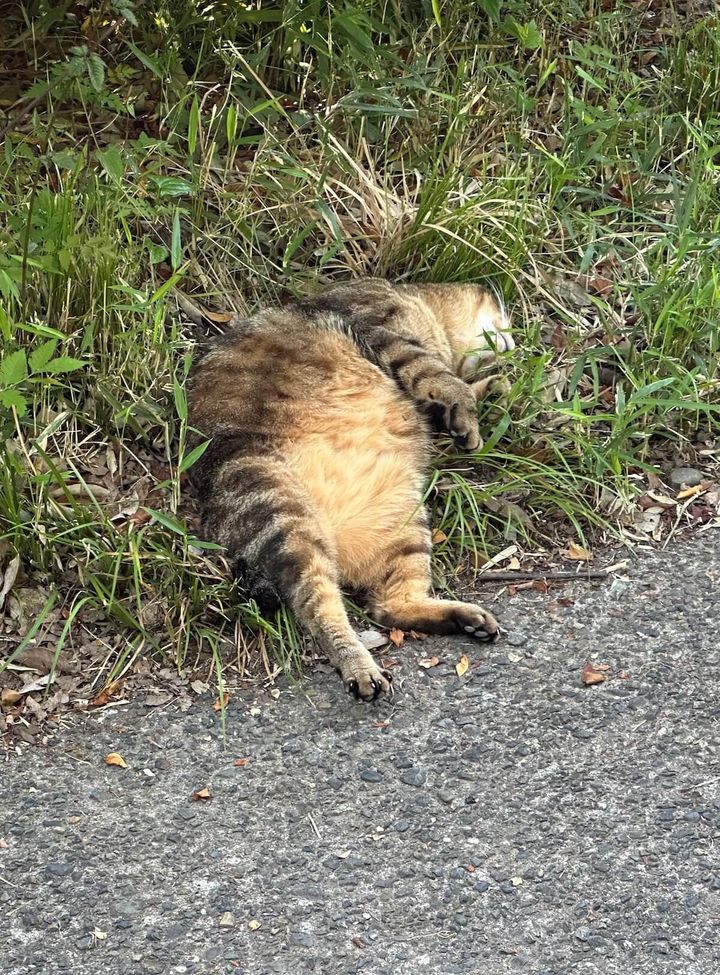 まるで死んだように眠る猫ちゃん