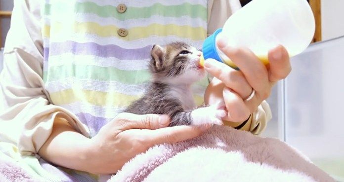 ミルクを飲む子猫