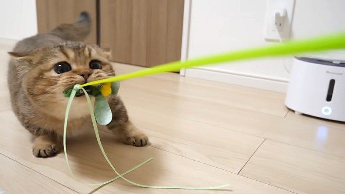 オモチャに大興奮の姉猫