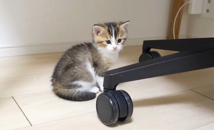 姉猫にドン引きする子猫