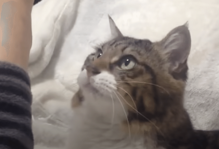 飼い主さんの腕を見つめる猫、その理由にキュンとする♡