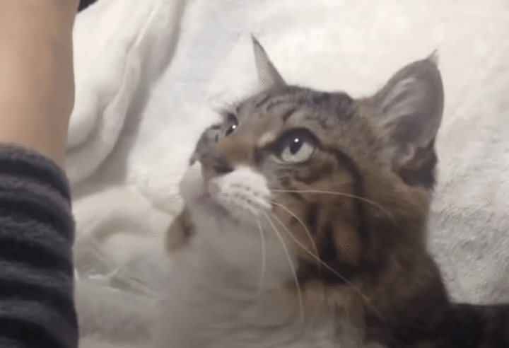 飼い主さんの腕を見つめる猫、その理由にキュンとする♡