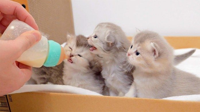 ミルク待ちをする子猫達
