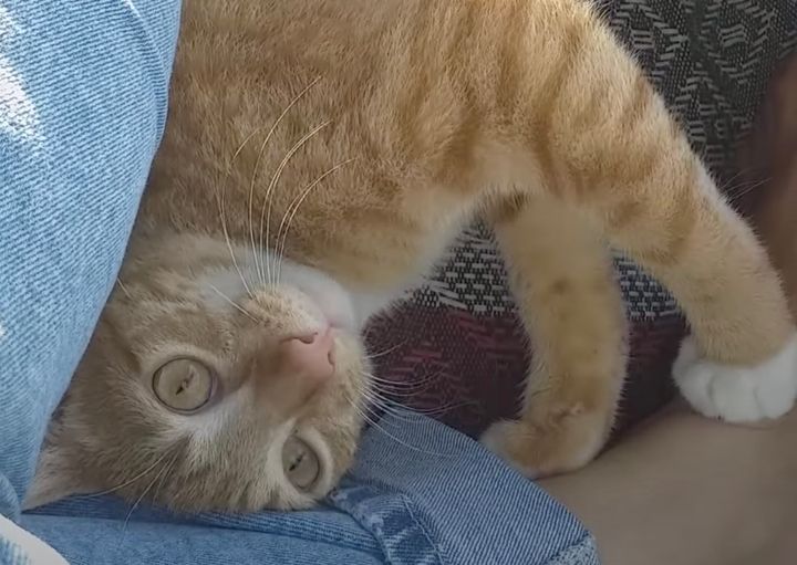 ハンモックで飼い主と一緒に寝たい猫、重力に負けじと躯体を捻る