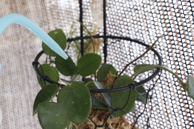 100均セリアの水差しチューブ5