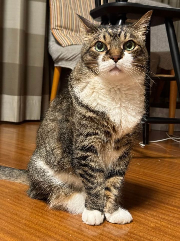 キジ白猫のぽんちょ君