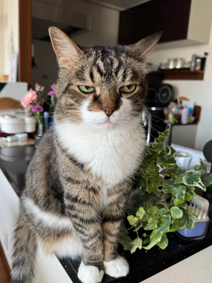 ジト目をするキジ白猫のぽんちょ君