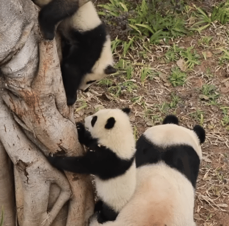 子パンダの木登り練習に付き合ってあげる優しいママパンダ。