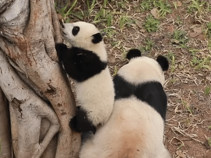 子パンダの木登り練習に付き合ってあげる優しいママパンダ。