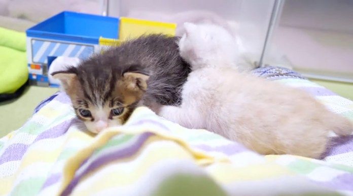 膝の上の子猫達