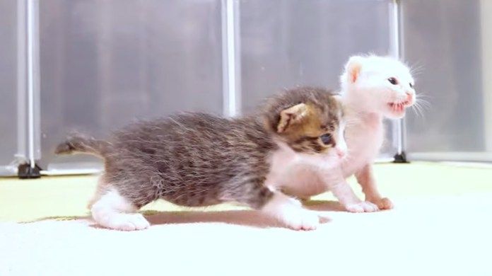 歩き回る子猫達
