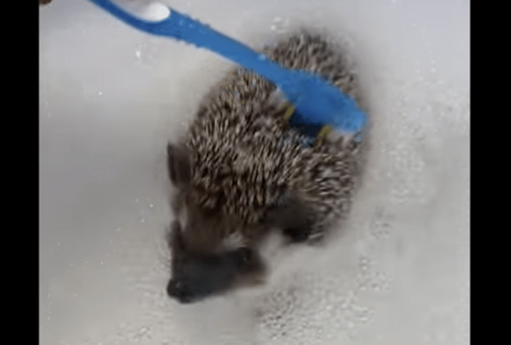 泡風呂って楽しいよね♪ ハリネズミの入浴。