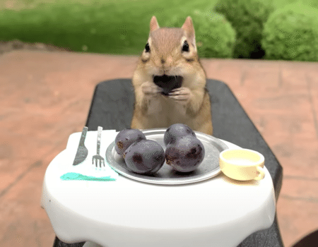 もぐもぐ可愛い♡ シマリスちゃんのランチタイム。