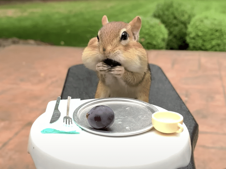 もぐもぐ可愛い♡ シマリスちゃんのランチタイム。