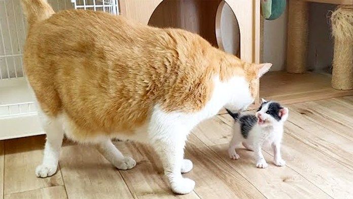 先住猫に会った子猫