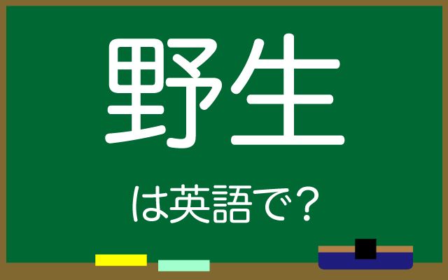 英語で【野生】は何て言う？「野生のラベンダー」などの英語もご紹介