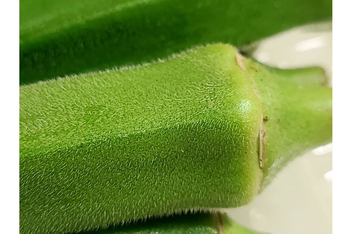 ▲オクラのうぶ毛。鮮度の良いものは意外とチクチクします。