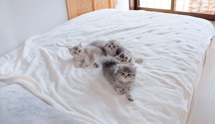 お昼寝していた子猫達