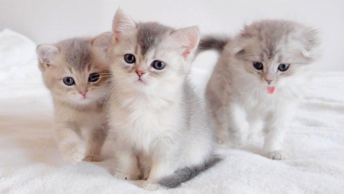 挨拶しにやって来た子猫達