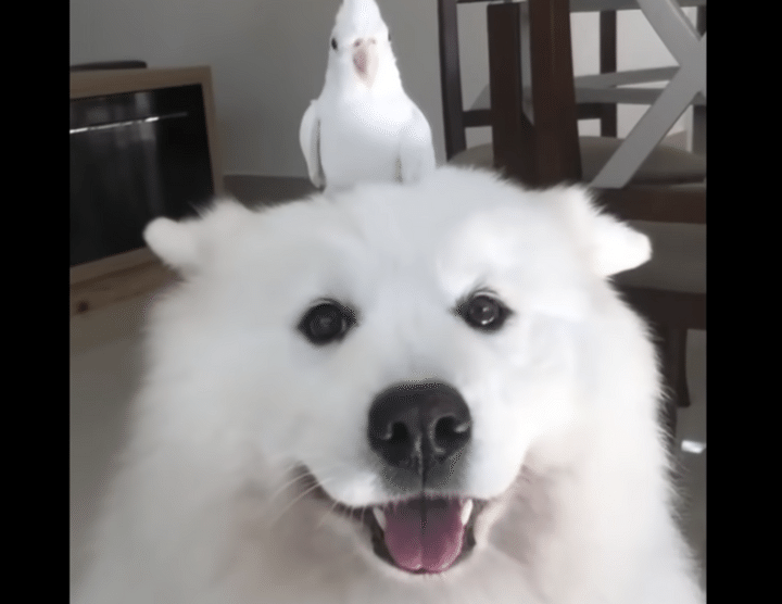 親友なんだよ！ モフモフ犬とインコの仲良し動画