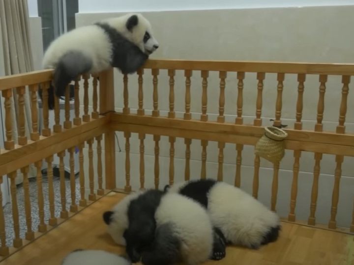 お昼寝タイムに脱走！？