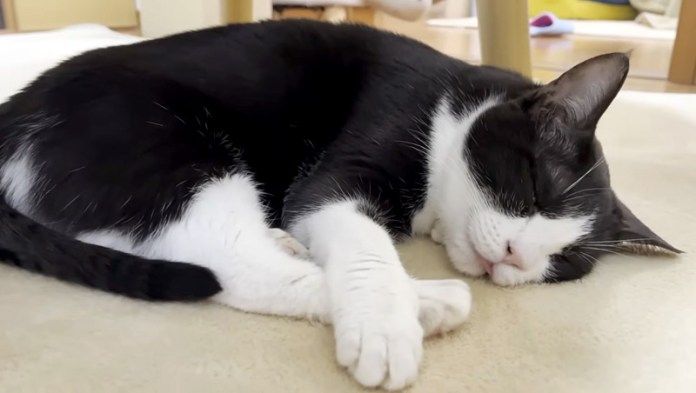 完全に野生を失った猫