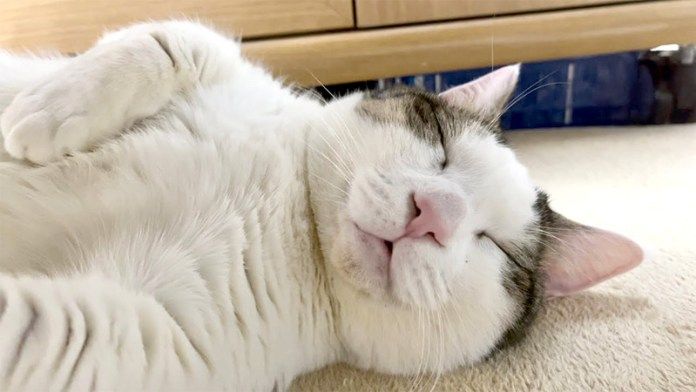 完全に野生を失った猫