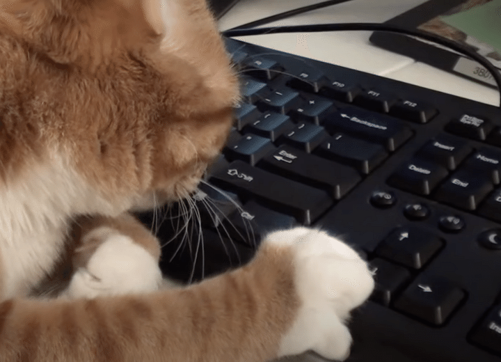 やんちゃな猫たちのネコハラが止まらない！