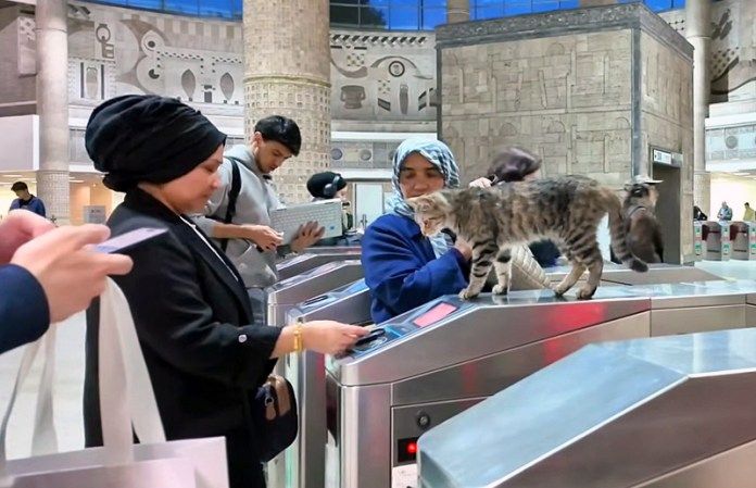 地下鉄の改札口にいた猫
