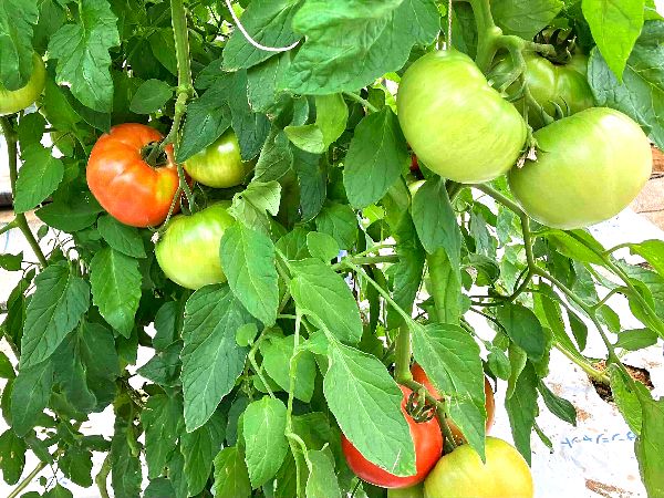 ハウスのトマト