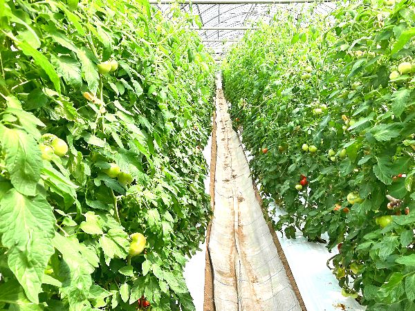 コテラさんのトマト農園